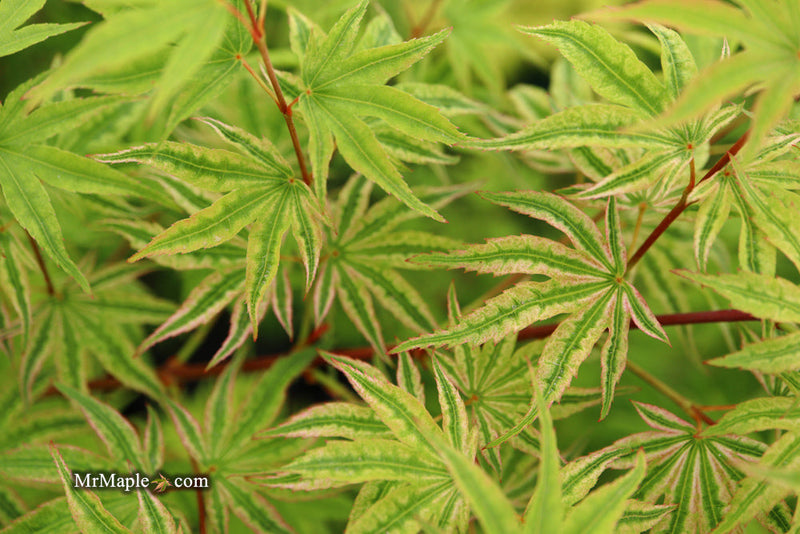 - FOR PICKUP ONLY | Acer palmatum 'Ikandi' Japanese Maple| DOES NOT SHIP - Mr Maple │ Buy Japanese Maple Trees