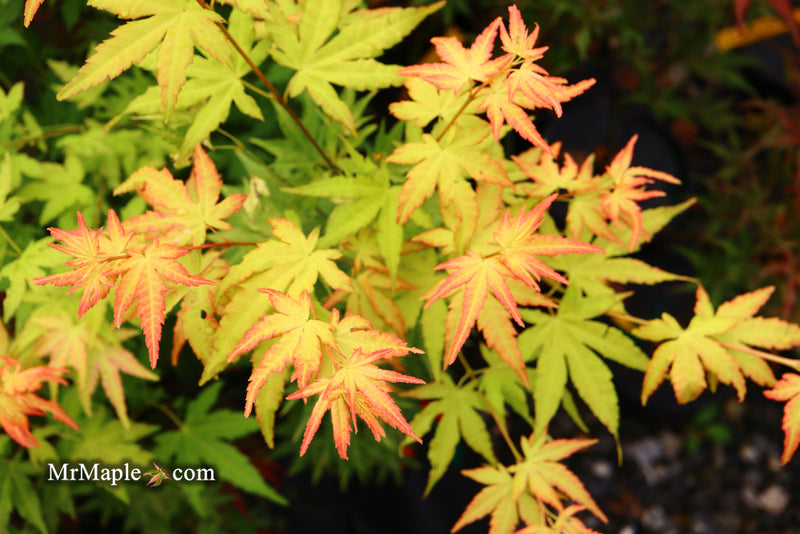 - Acer palmatum 'Orange Dream' Japanese Maple - Mr Maple │ Buy Japanese Maple Trees