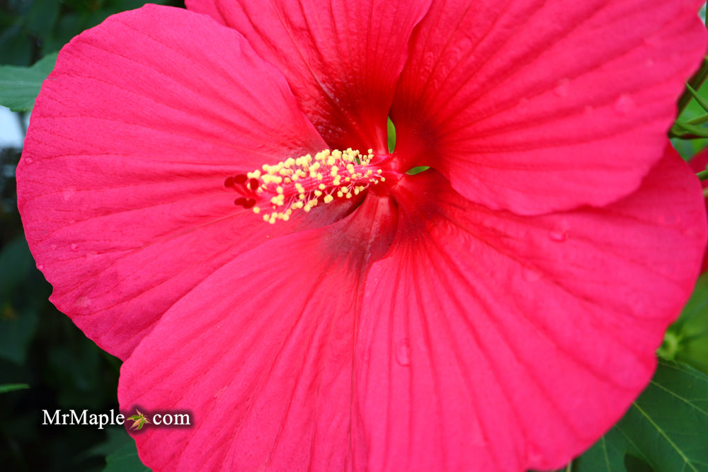 Hibiscus moscheutos Pink Passion™ Hardy Hibiscus