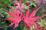 - Acer palmatum 'Purple Ghost' Japanese Maple - Mr Maple │ Buy Japanese Maple Trees