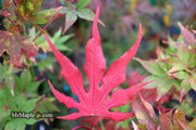 - Acer palmatum 'Purple Ghost' Japanese Maple - Mr Maple │ Buy Japanese Maple Trees