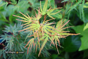 - Acer palmatum 'Green Strap' Rare Japanese Maple - Mr Maple │ Buy Japanese Maple Trees