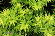 - FOR PICK UP ONLY | Acer palmatum 'Mikawa yatsubusa' Dwarf Japanese Maple | DOES NOT SHIP - Mr Maple │ Buy Japanese Maple Trees