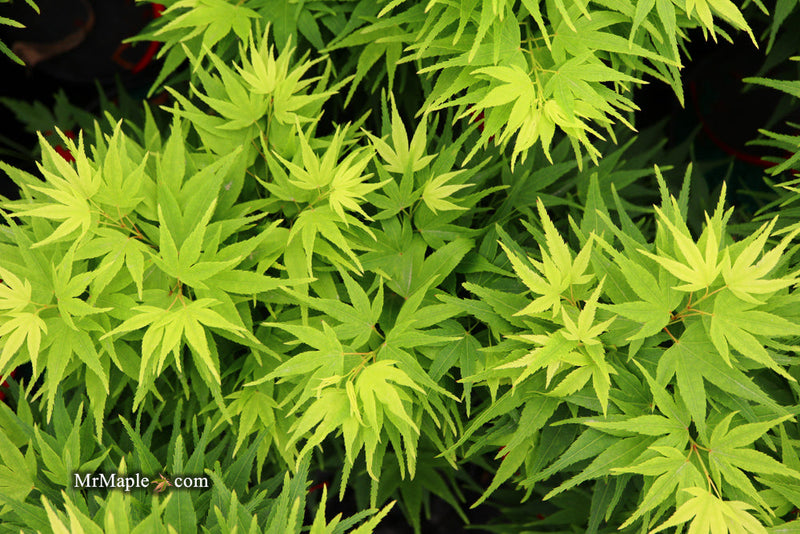 - FOR PICK UP ONLY | Acer palmatum 'Mikawa yatsubusa' Dwarf Japanese Maple | DOES NOT SHIP - Mr Maple │ Buy Japanese Maple Trees