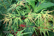 - Acer palmatum 'Green Strap' Rare Japanese Maple - Mr Maple │ Buy Japanese Maple Trees