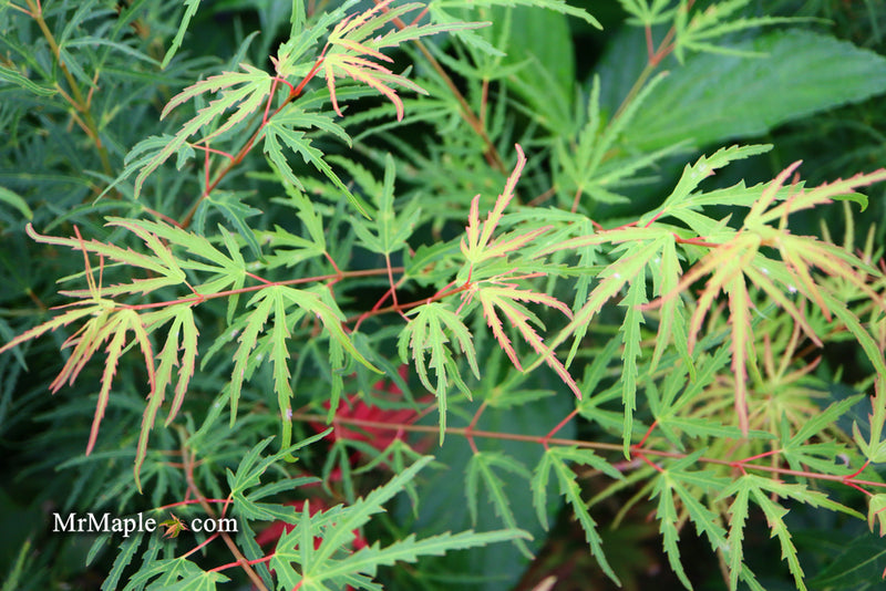 - Acer palmatum 'Green Strap' Rare Japanese Maple - Mr Maple │ Buy Japanese Maple Trees