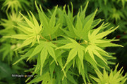 - FOR PICK UP ONLY | Acer palmatum 'Mikawa yatsubusa' Dwarf Japanese Maple | DOES NOT SHIP - Mr Maple │ Buy Japanese Maple Trees