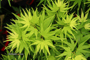 - FOR PICK UP ONLY | Acer palmatum 'Mikawa yatsubusa' Dwarf Japanese Maple | DOES NOT SHIP - Mr Maple │ Buy Japanese Maple Trees