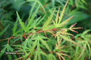 - Acer palmatum 'Green Strap' Rare Japanese Maple - Mr Maple │ Buy Japanese Maple Trees
