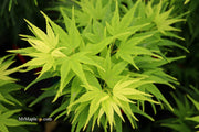- FOR PICK UP ONLY | Acer palmatum 'Mikawa yatsubusa' Dwarf Japanese Maple | DOES NOT SHIP - Mr Maple │ Buy Japanese Maple Trees