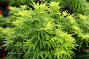 - FOR PICK UP ONLY | Acer palmatum 'Mikawa yatsubusa' Dwarf Japanese Maple | DOES NOT SHIP - Mr Maple │ Buy Japanese Maple Trees