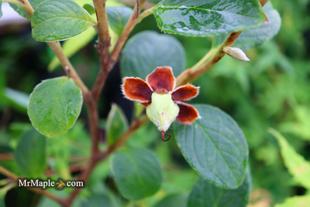 Stewartia pseudocamellia 'Plant Mad Garden' Great Shape Japanese Stewartia