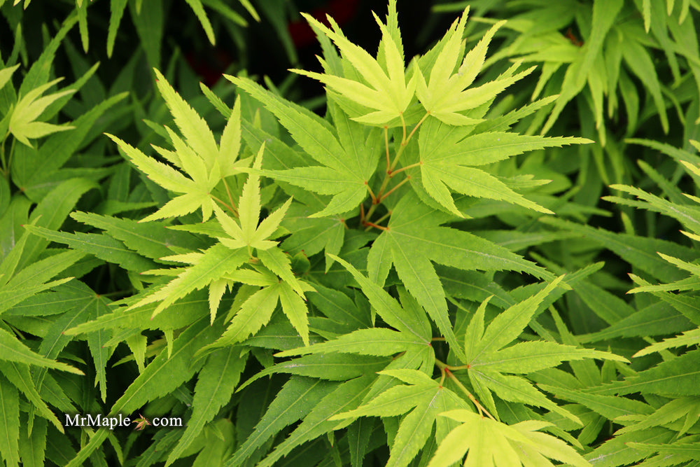 FOR PICK UP ONLY | Acer palmatum 'Mikawa yatsubusa'  Dwarf Japanese Maple | DOES NOT SHIP