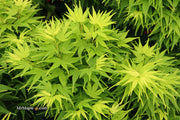 - FOR PICK UP ONLY | Acer palmatum 'Mikawa yatsubusa' Dwarf Japanese Maple | DOES NOT SHIP - Mr Maple │ Buy Japanese Maple Trees