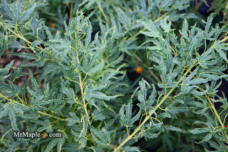 - Acer palmatum Kryptonite™ Japanese Maple - Mr Maple │ Buy Japanese Maple Trees