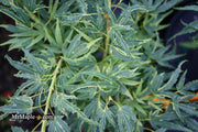 - Acer palmatum Kryptonite™ Japanese Maple - Mr Maple │ Buy Japanese Maple Trees