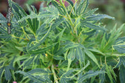 - Acer palmatum Kryptonite™ Japanese Maple - Mr Maple │ Buy Japanese Maple Trees
