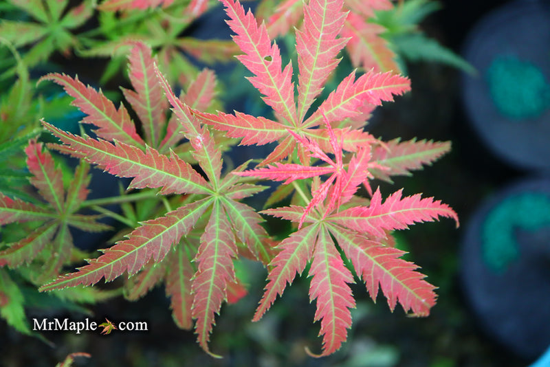 - Acer palmatum 'Orion' Dwarf Red Japanese Maple - Mr Maple │ Buy Japanese Maple Trees