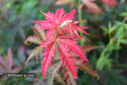 - Acer palmatum 'Orion' Dwarf Red Japanese Maple - Mr Maple │ Buy Japanese Maple Trees