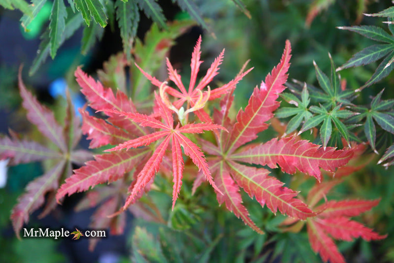 - Acer palmatum 'Orion' Dwarf Red Japanese Maple - Mr Maple │ Buy Japanese Maple Trees