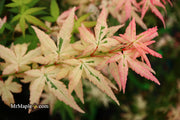 - Acer palmatum 'Ilarian' Japanese Maple - Mr Maple │ Buy Japanese Maple Trees