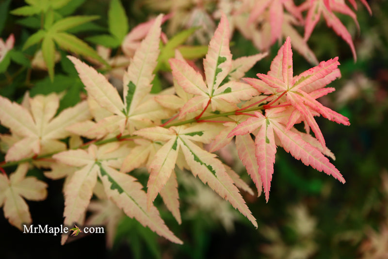 - Acer palmatum 'Ilarian' Japanese Maple - Mr Maple │ Buy Japanese Maple Trees