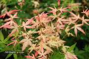 - Acer palmatum 'Ilarian' Japanese Maple - Mr Maple │ Buy Japanese Maple Trees