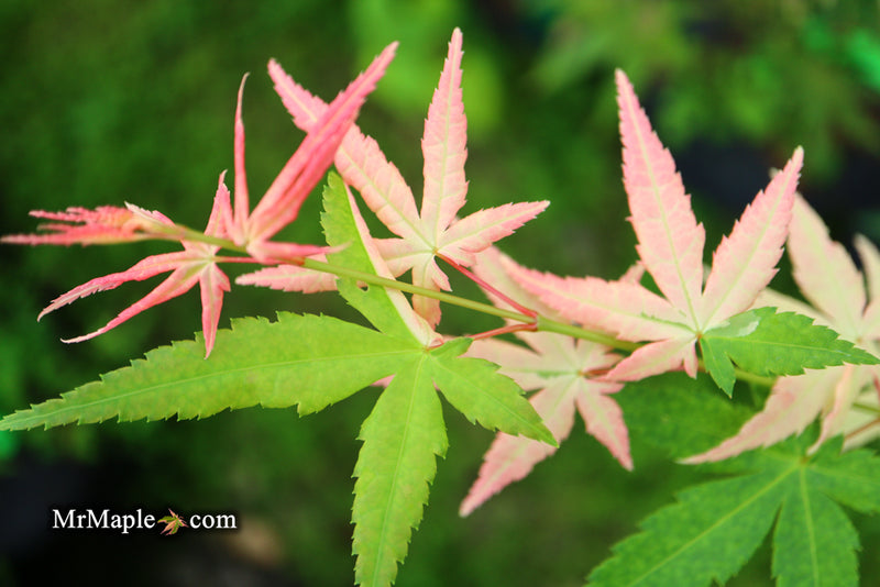 - Acer palmatum 'Ilarian' Japanese Maple - Mr Maple │ Buy Japanese Maple Trees