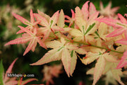 - Acer palmatum 'Ilarian' Japanese Maple - Mr Maple │ Buy Japanese Maple Trees