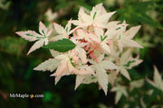 - Acer palmatum 'Ilarian' Japanese Maple - Mr Maple │ Buy Japanese Maple Trees