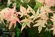 - Acer palmatum 'Ilarian' Japanese Maple - Mr Maple │ Buy Japanese Maple Trees