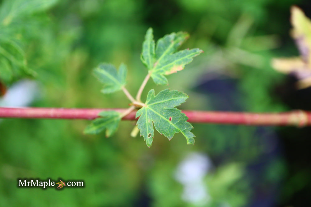 Acer palmatum 'Little Sango' Dwarf Coral Bark Japanese Maple