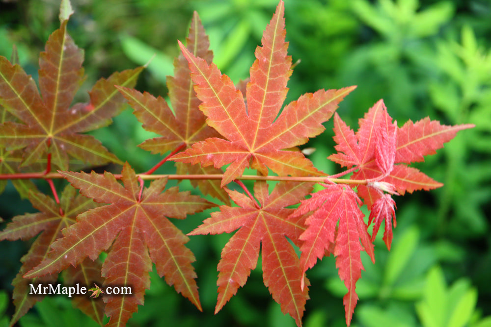 Acer pseudosieboldianum 'Arctic Blaze' Rare Japanese Maple