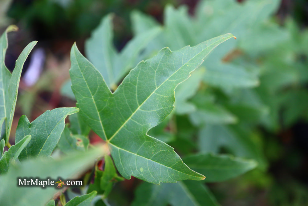 Acer buergerianum 'Shirley Debacq' Narrow Growing Trident Maple