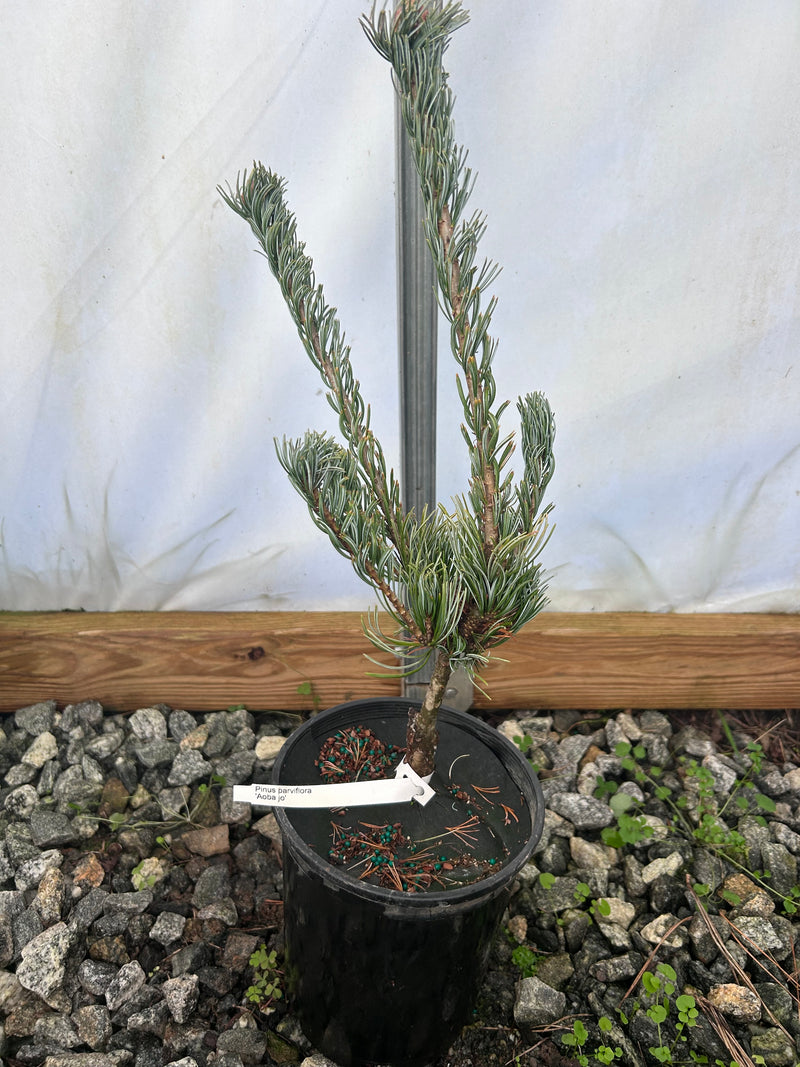 Pinus parviflora 'Aoba Jo' Japanese White Pine