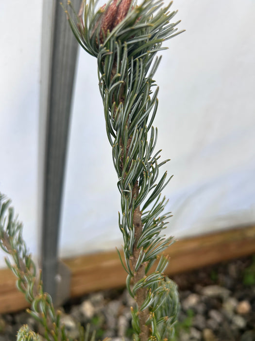 Pinus parviflora 'Aoba Jo' Japanese White Pine