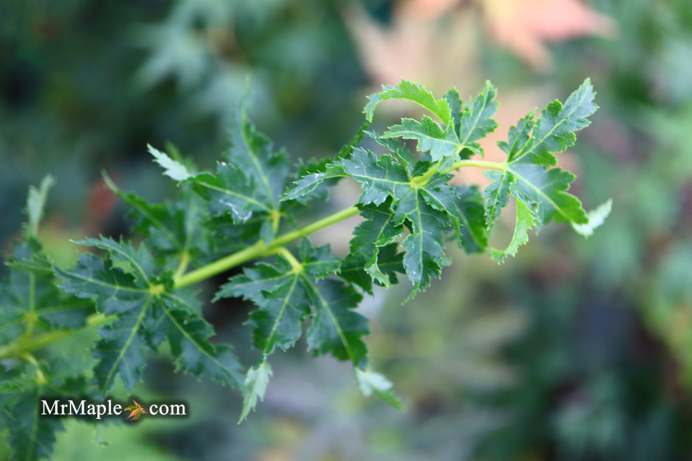 FOR PICKUP ONLY | Acer palmatum 'Krazy Krinkle' Japanese Maple | DOES NOT SHIP