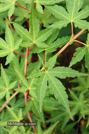 - Acer palmatum 'Wildfire' Coral bark Winter Interest Japanese Maple - Mr Maple │ Buy Japanese Maple Trees