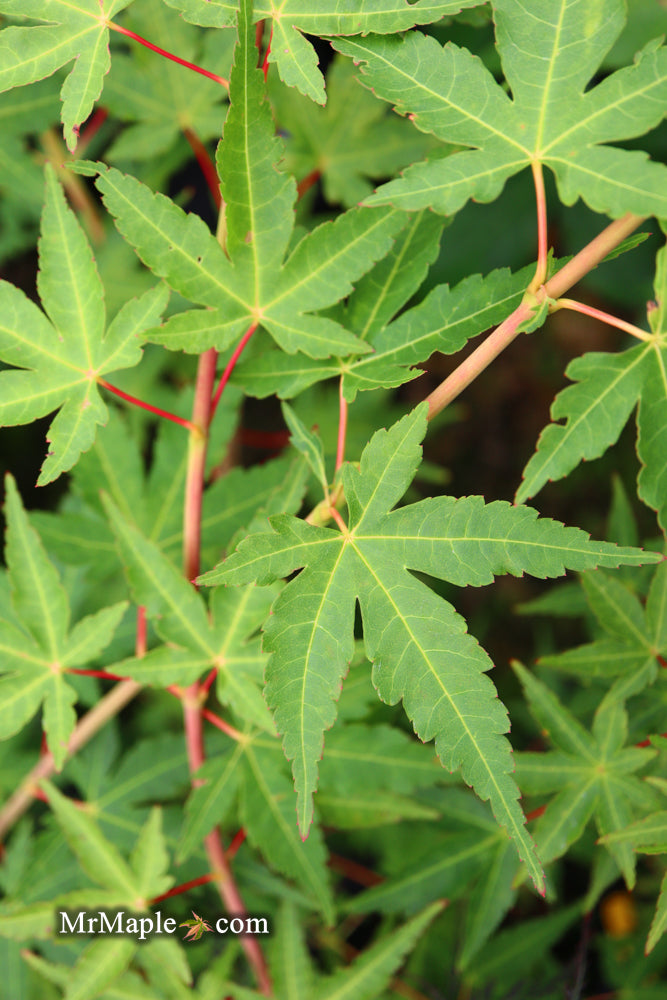 - Acer palmatum 'Wildfire' Coral bark Winter Interest Japanese Maple - Mr Maple │ Buy Japanese Maple Trees