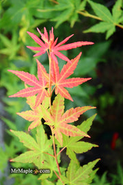 - Acer palmatum 'Wildfire' Coral bark Winter Interest Japanese Maple - Mr Maple │ Buy Japanese Maple Trees