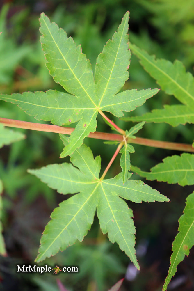 - Acer palmatum 'Wildfire' Coral bark Winter Interest Japanese Maple - Mr Maple │ Buy Japanese Maple Trees