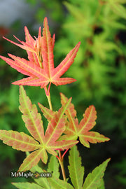 - Acer palmatum 'Wildfire' Coral bark Winter Interest Japanese Maple - Mr Maple │ Buy Japanese Maple Trees