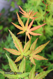 - Acer palmatum 'Wildfire' Coral bark Winter Interest Japanese Maple - Mr Maple │ Buy Japanese Maple Trees