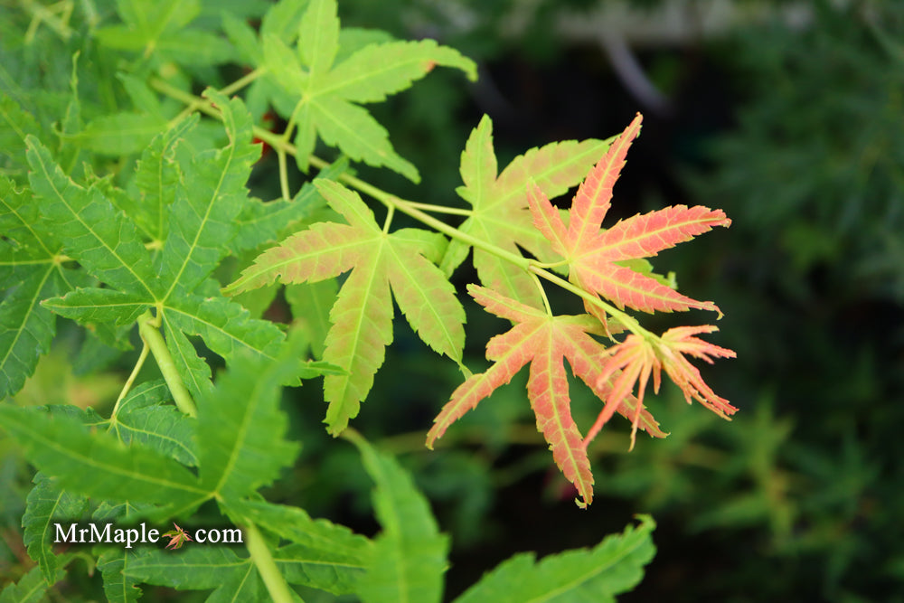 Acer palmatum 'Masu kagami' Rare Japanese Maple