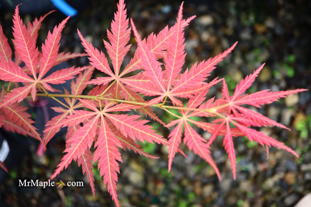Acer palmatum 'St. Jean' Japanese Maple