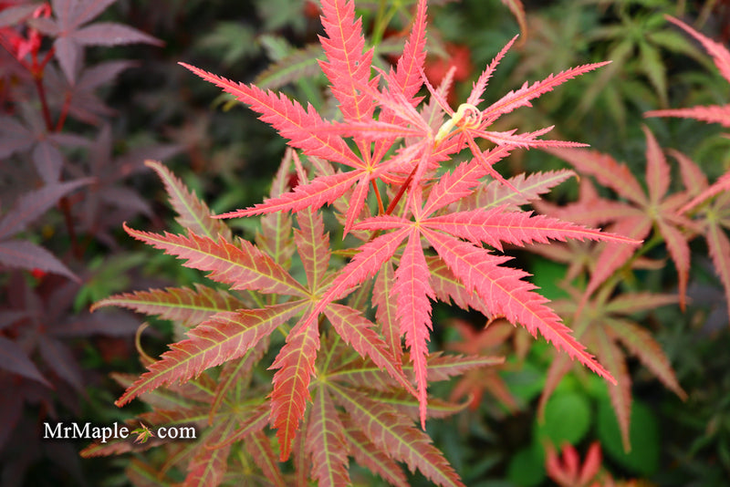 - Acer palmatum 'Orion' Dwarf Red Japanese Maple - Mr Maple │ Buy Japanese Maple Trees