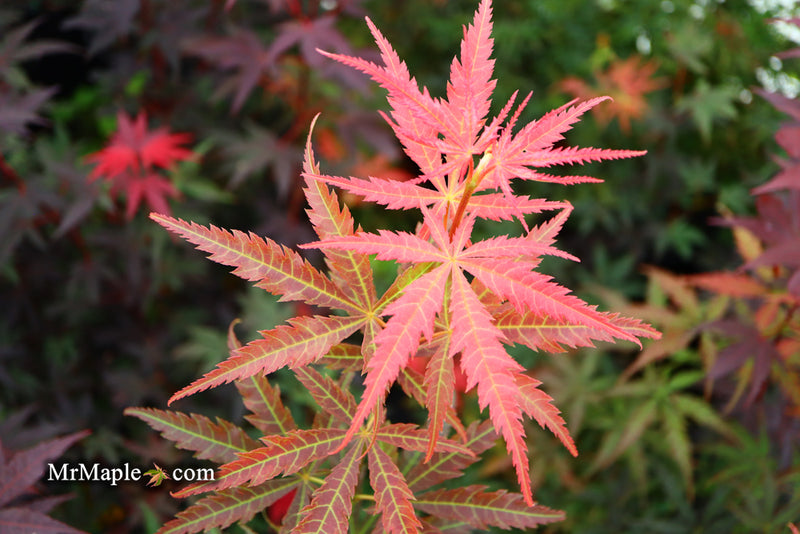 - Acer palmatum 'Orion' Dwarf Red Japanese Maple - Mr Maple │ Buy Japanese Maple Trees