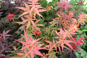 - Acer palmatum 'Orion' Dwarf Red Japanese Maple - Mr Maple │ Buy Japanese Maple Trees