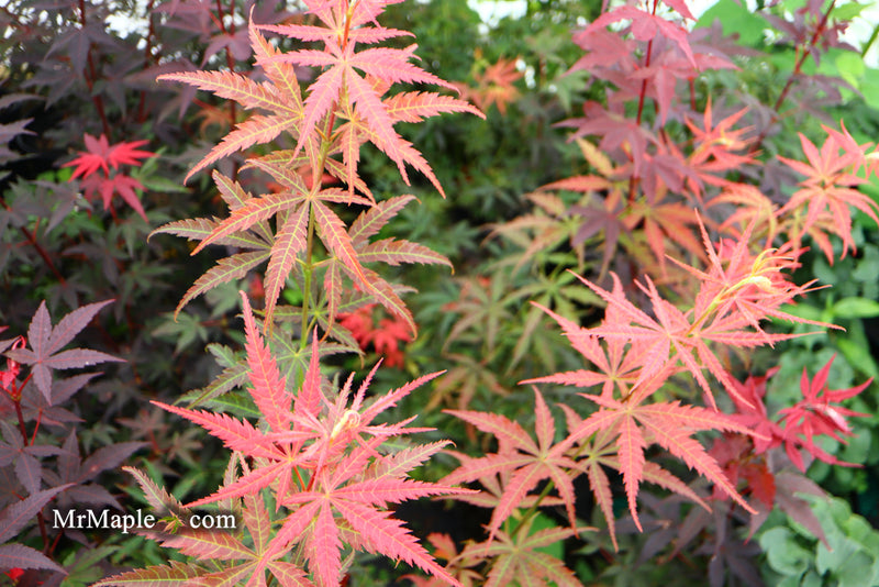 - Acer palmatum 'Orion' Dwarf Red Japanese Maple - Mr Maple │ Buy Japanese Maple Trees