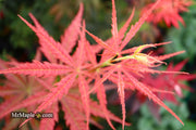 - Acer palmatum 'Orion' Dwarf Red Japanese Maple - Mr Maple │ Buy Japanese Maple Trees